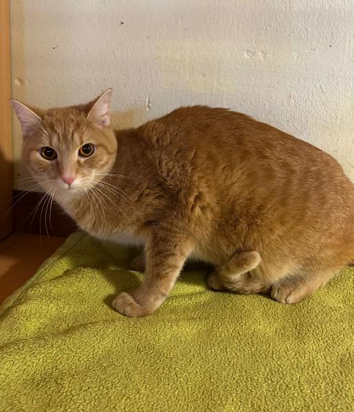 Europäische Hauskatze